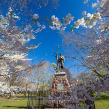 Beautiful Wooster Square hosts the annual Cherry Blossom festival and a weekly Farmers Market.